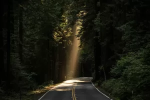 A beautiful forest road bathed in sunlight streams through the trees.